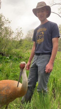 EnviroScience Herpetologist Rex Everett with Sandhill Crane (Antigone canadensis)