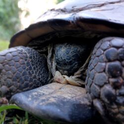 Gopher Tortoise courtesy of EnviroScience Senior Ecologist Grant Lykins