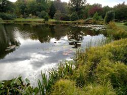 Ecologically Restored Wetland