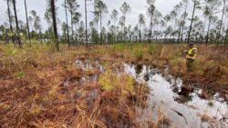 Wetland delineation using GPS survey in North Carolina pine forest for GIS mapping.