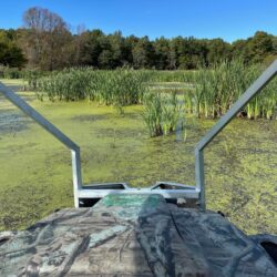 EnviroScience amphibious ARGO vehicle navigating wetland with invasive narrow-leaved cattail (Typha angustifolia) in Ohio