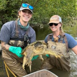EnviroScience biologists conduct aquatic wildlife research with snapping turtle Two female biologists from EnviroScience holding a large common snapping turtle (Chelydra serpentina) during aquatic fieldwork in a river habitat, wearing chest waders and gloves, conducting wildlife research and conservation.