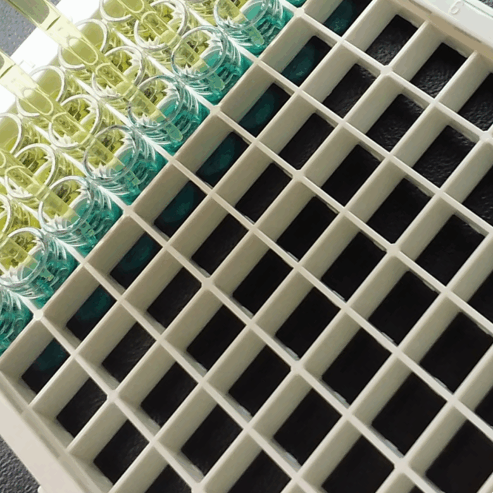 ELISA test plate with pipettes adding reagents for cyanotoxin screening in harmful algal bloom monitoring” Reasoning: The image shows a 96-well plate and tubes with green/blue reagents—typical of ELISA assays.