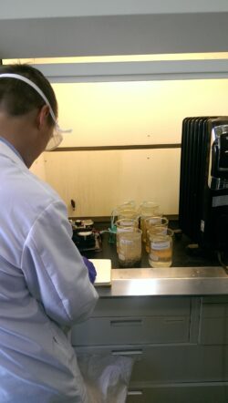 EnviroScience laboratory technician preparing water samples for harmful algal bloom (HAB) toxin analysis under fume hood conditions.
