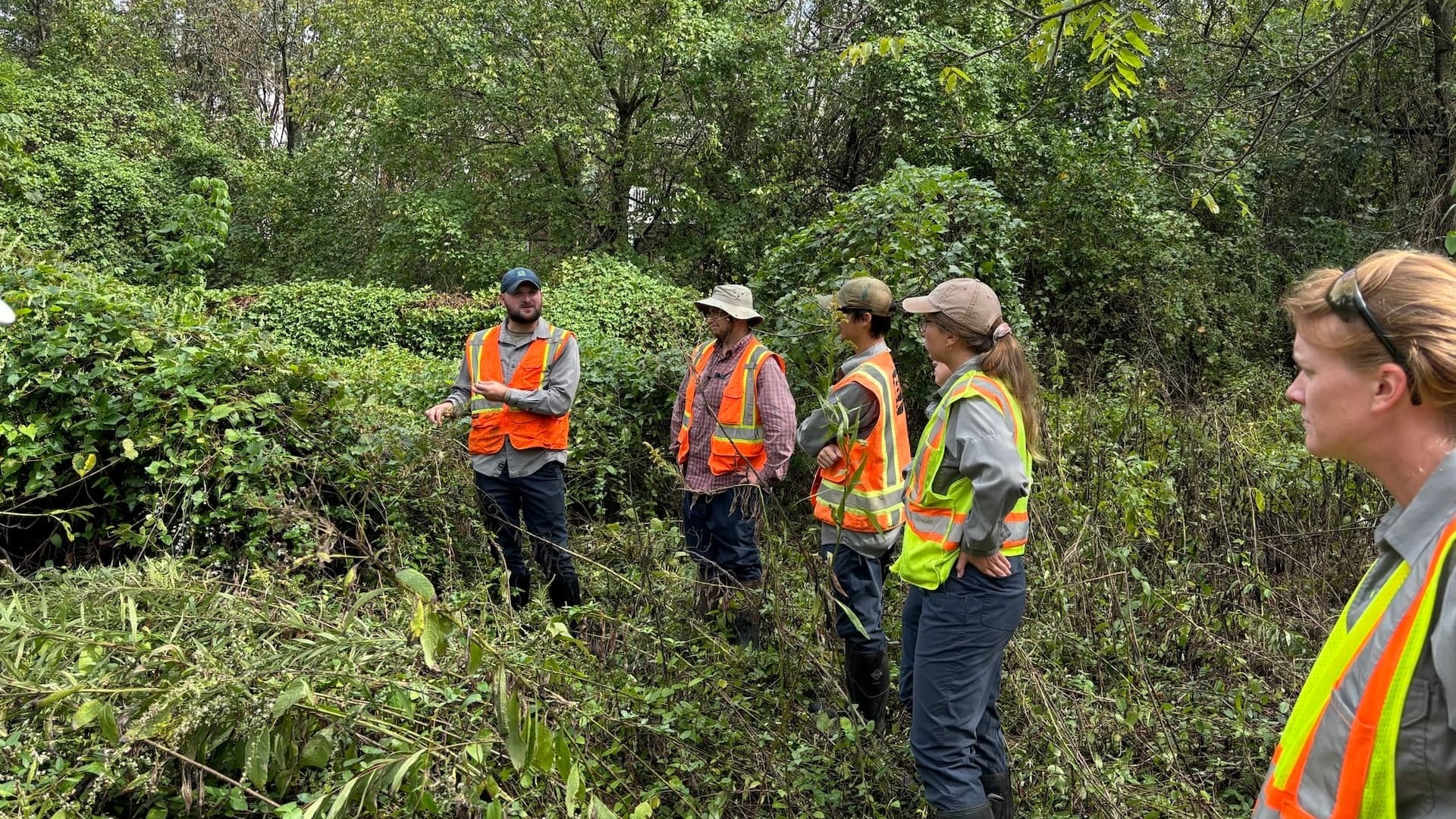 EnviroScience Invasive Vegetation Management team conducting field assessment in dense vegetation to develop tailored control strategies for invasive species removal.