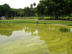 Surface scum from a harmful algal bloom (HAB) caused by cyanobacteria in a lake adjacent to a public park, with posted warning signage indicating potential toxicity.