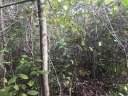 Dense woody invasive vegetation at an unmanaged forest site prior to EnviroScience vegetation control treatment.
