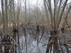 Flooded forested wetland with standing water and marked trees, representing an EnviroScience vegetation assessment site for invasive species management.