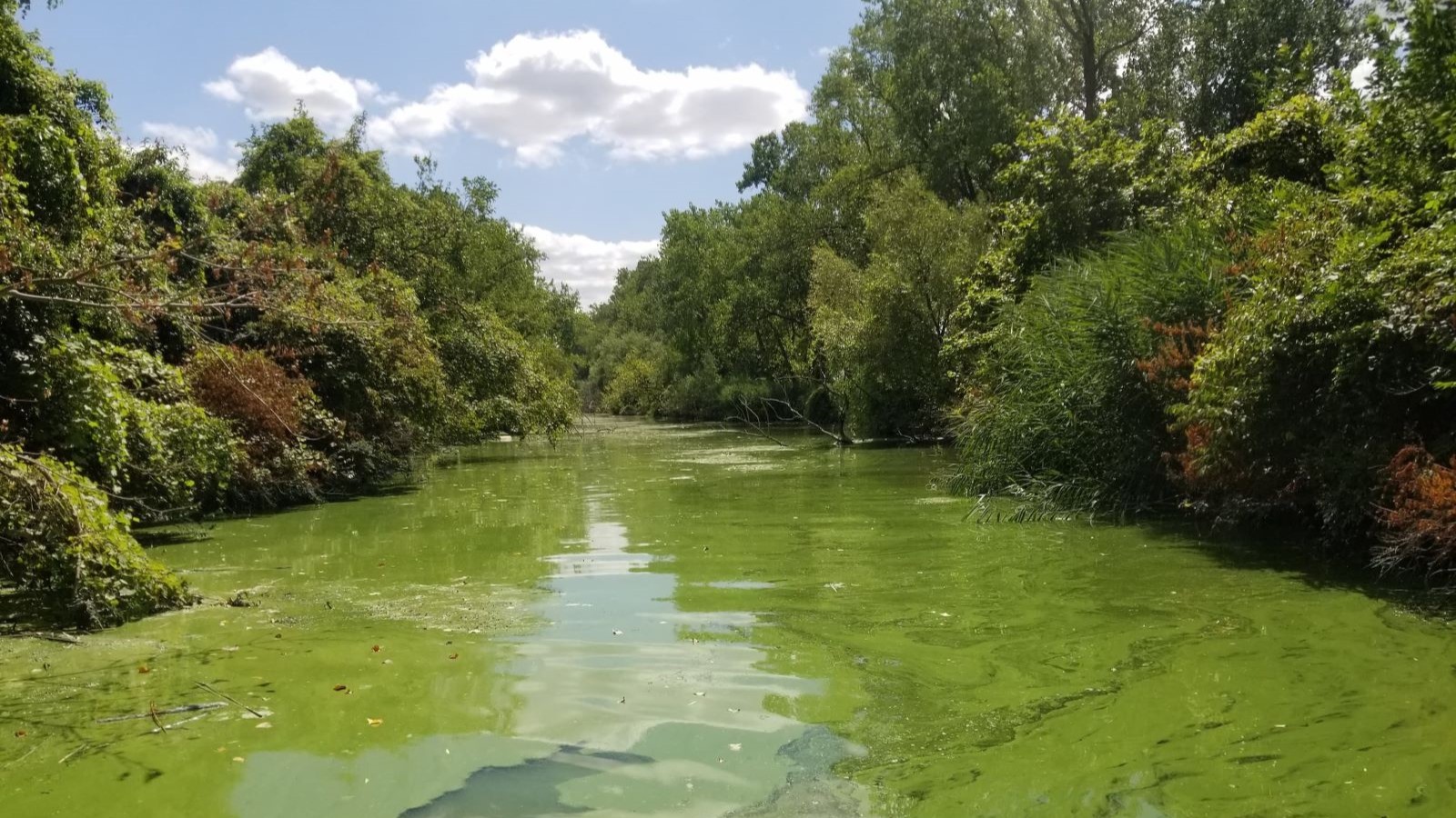 Dense harmful algal bloom (HAB) covering the surface of a slow-moving, vegetated waterway, illustrating cyanobacterial growth likely fueled by nutrient runoff and warm temperatures.