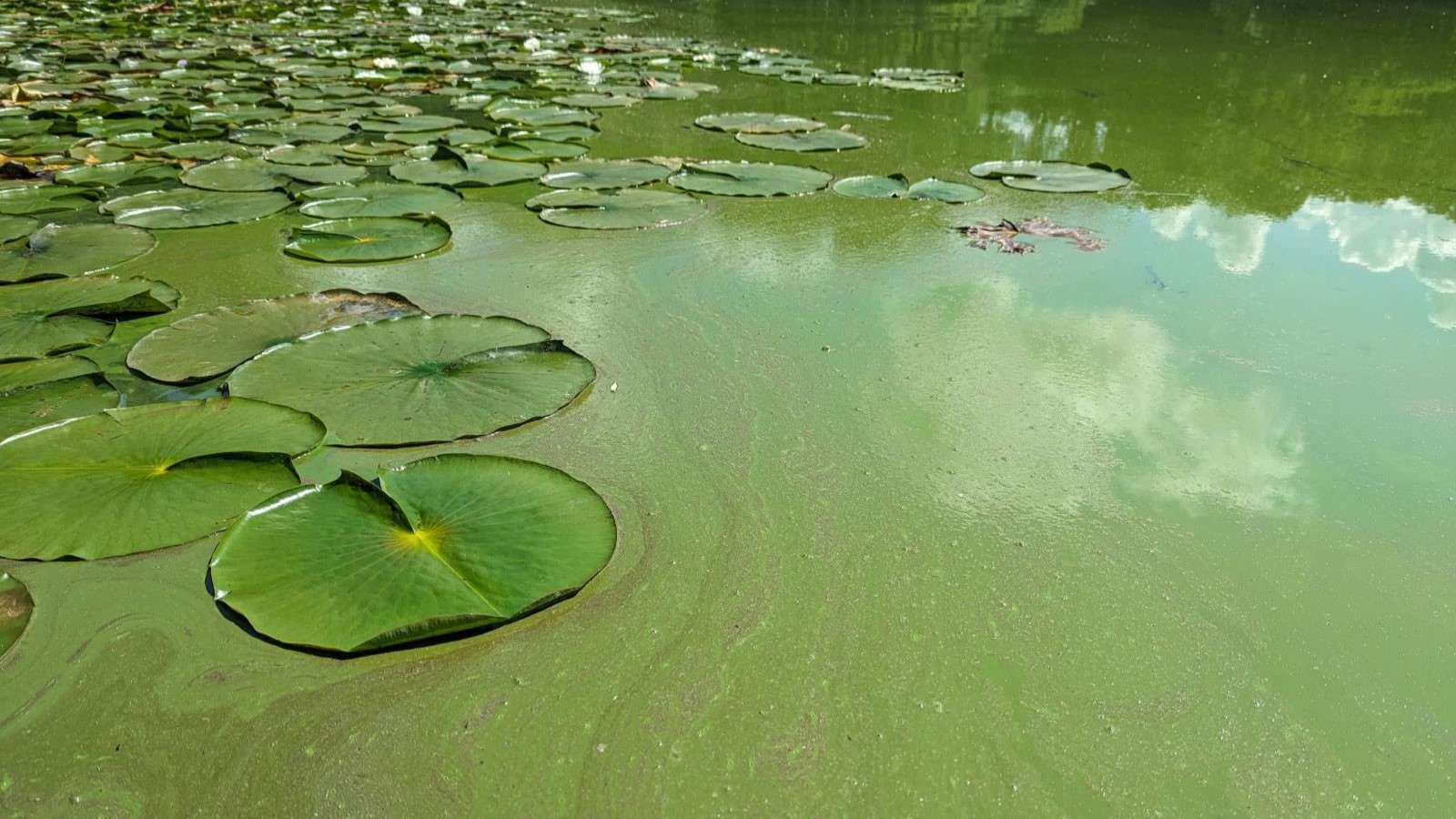 Close-up of a freshwater lake surface covered in a green harmful algal bloom (HAB), with lily pads floating above the dense cyanobacterial film indicative of toxin-producing blue-green algae.