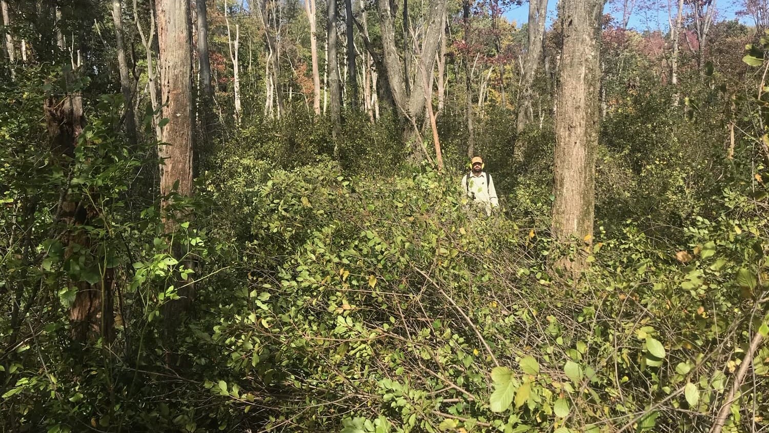 EnviroScience field crew member conducting invasive vegetation clearing in dense forest understory as part of ecological site management