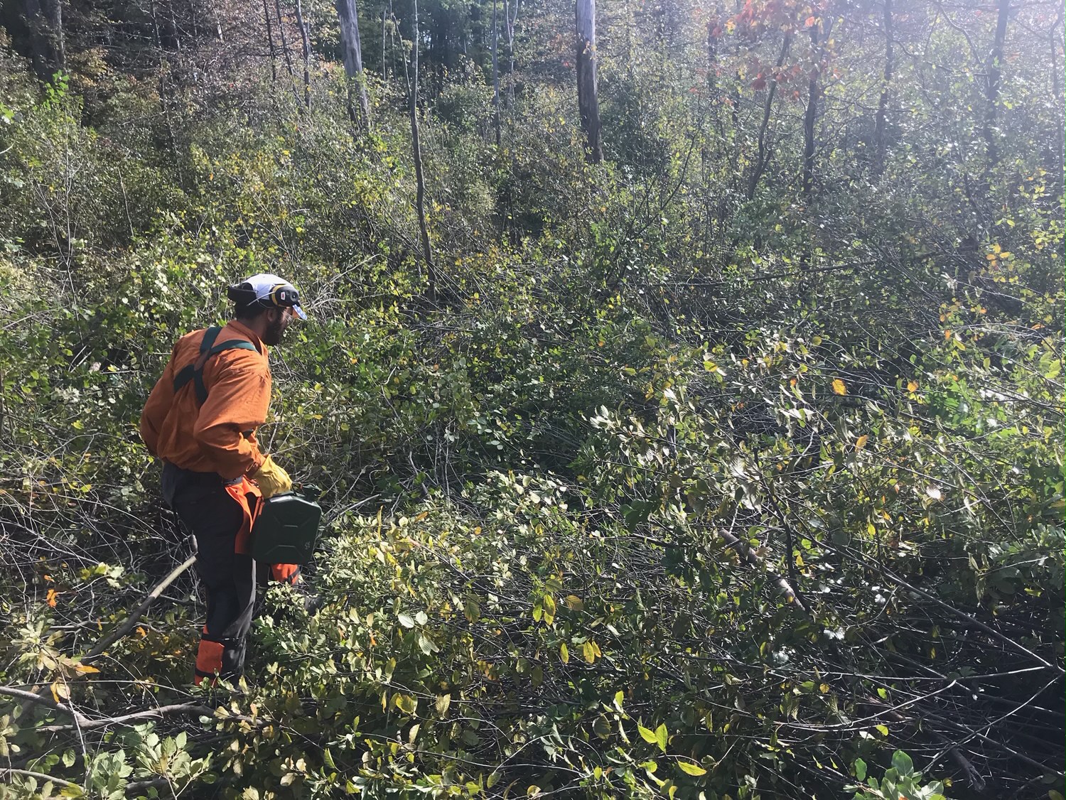 An EnviroScience field technician in protective gear performing invasive vegetation management with herbicide in a densely overgrown forest understory.
