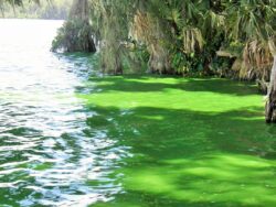 Bright green harmful algal bloom (HAB) along the shoreline of Lake Dora, Florida, caused by cyanobacteria in warm freshwater.