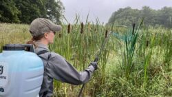 EnviroScience field technician applying EPA-approved herbicide to narrow-leaved cattails as part of wetland invasive vegetation management in Ohio.
