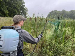 EnviroScience field technician applying foliar herbicide to narrow-leaved cattail in a wetland as part of invasive vegetation management services.