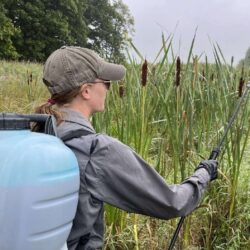 EnviroScience field technician applying EPA-approved herbicide to narrow-leaved cattails as part of wetland invasive vegetation management in Ohio.