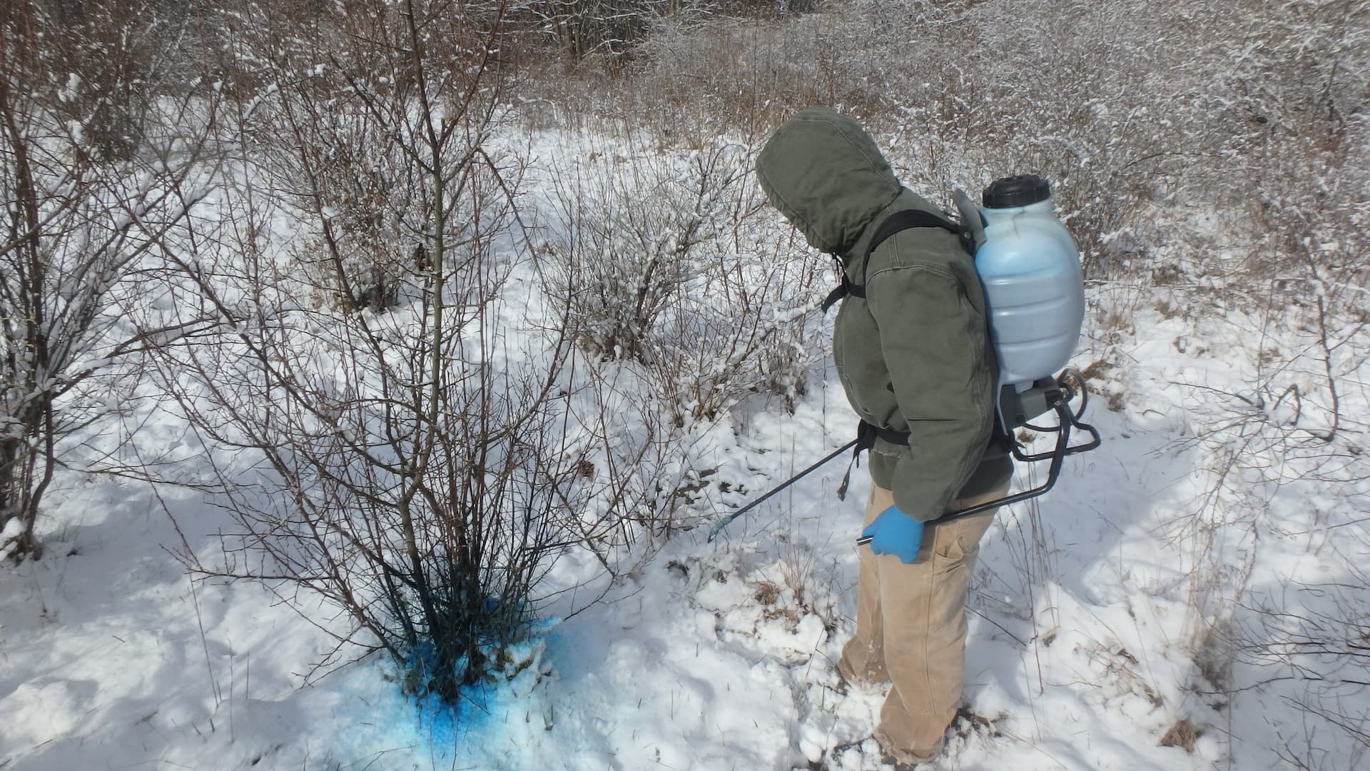 EnviroScience biologist performing invasive vegetation management with chainsaw during winter site visit