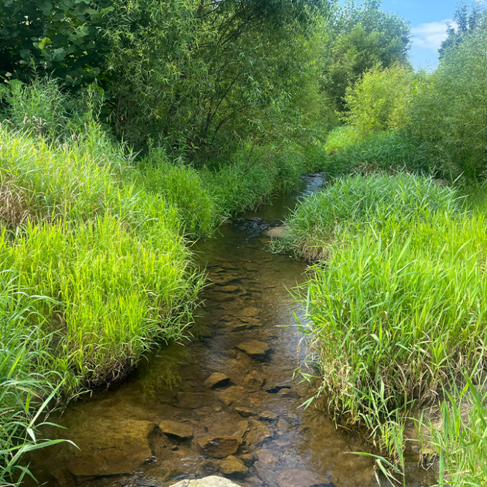 Eroding streambank along a river with exposed soil, grassy edge, and survey stakes marking the restoration area.