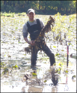 Jeff Niehaus stands in shallow water collecting aquatic vegetation, holding a large bundle of plants during fieldwork in a wetland environment.