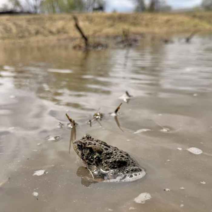 An American toad seen near the Williams Ditch Wetland Restoration site