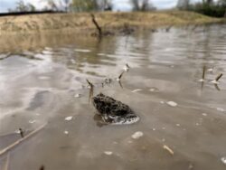 An American toad seen near the Williams Ditch Wetland Restoration site