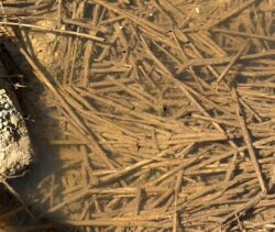 A group of American toad tadpoles seen near the Williams Ditch Wetland Restoration site