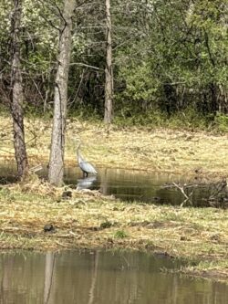 A great blue heron seen near the Williams Ditch Wetland Restoration site