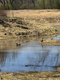 A pair of mallards seen near the Williams Ditch Wetland Restoration site